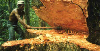 Способы повышения долговечности строительной древесины и устранение недостатков ее макроструктуры