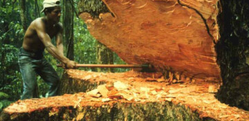 Повышение долговечности древесины